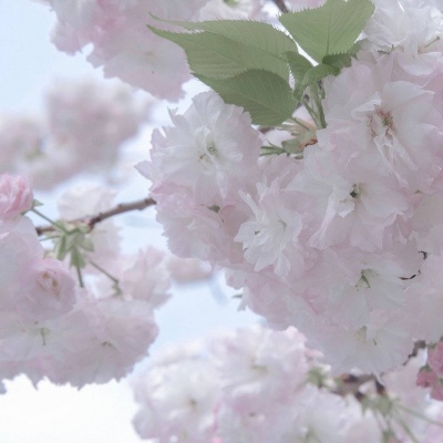 Furry绘画动态灵感Furry群